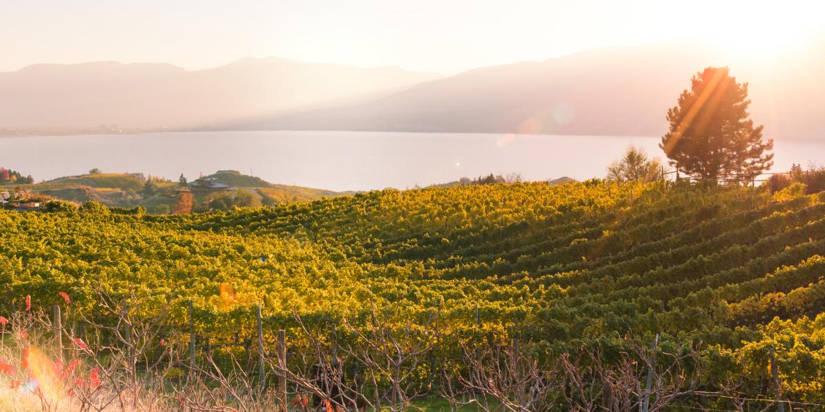 Culture Wine, dine, shop and visit wineries, galleries, museums, and theatres just steps away from luxury Ke