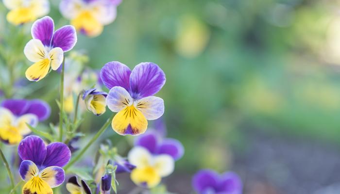 Market News - April 2020